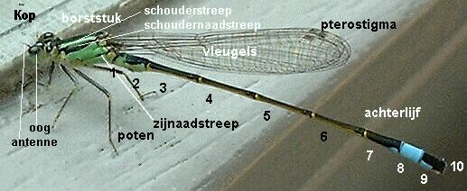 zygoptera met benoemde onderdelen