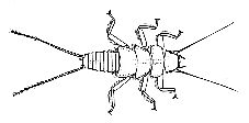 steenvlieg